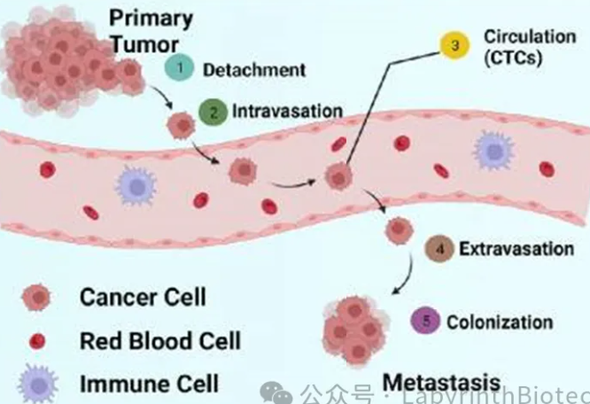 Ten Key Questions About Circulating Tumor Cell (CTC) Testing (Part 2)