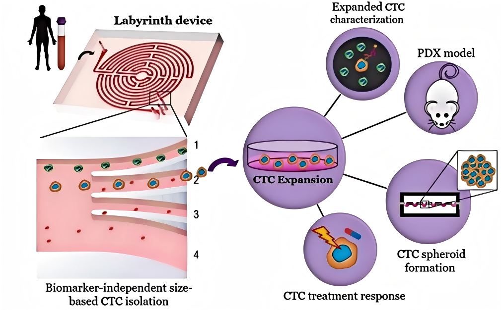 CTC cell line workflow.png